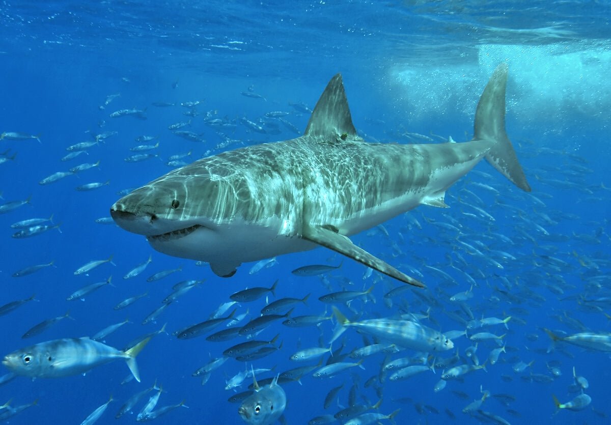 NFL Star Lands a Great White Shark off Fort Lauderdale Coast - Bobber Bargain
