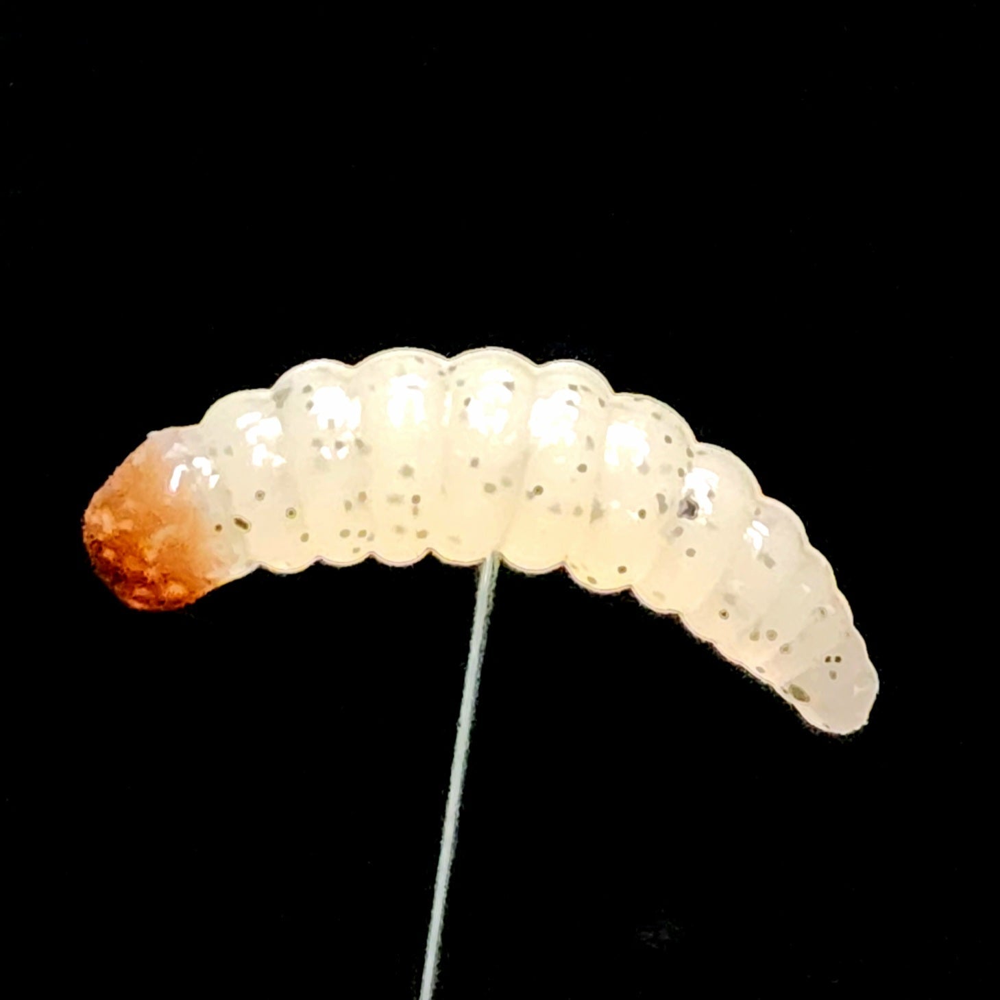 Pot de 2,5 cm de ver de cire réaliste « The Tater Bug »