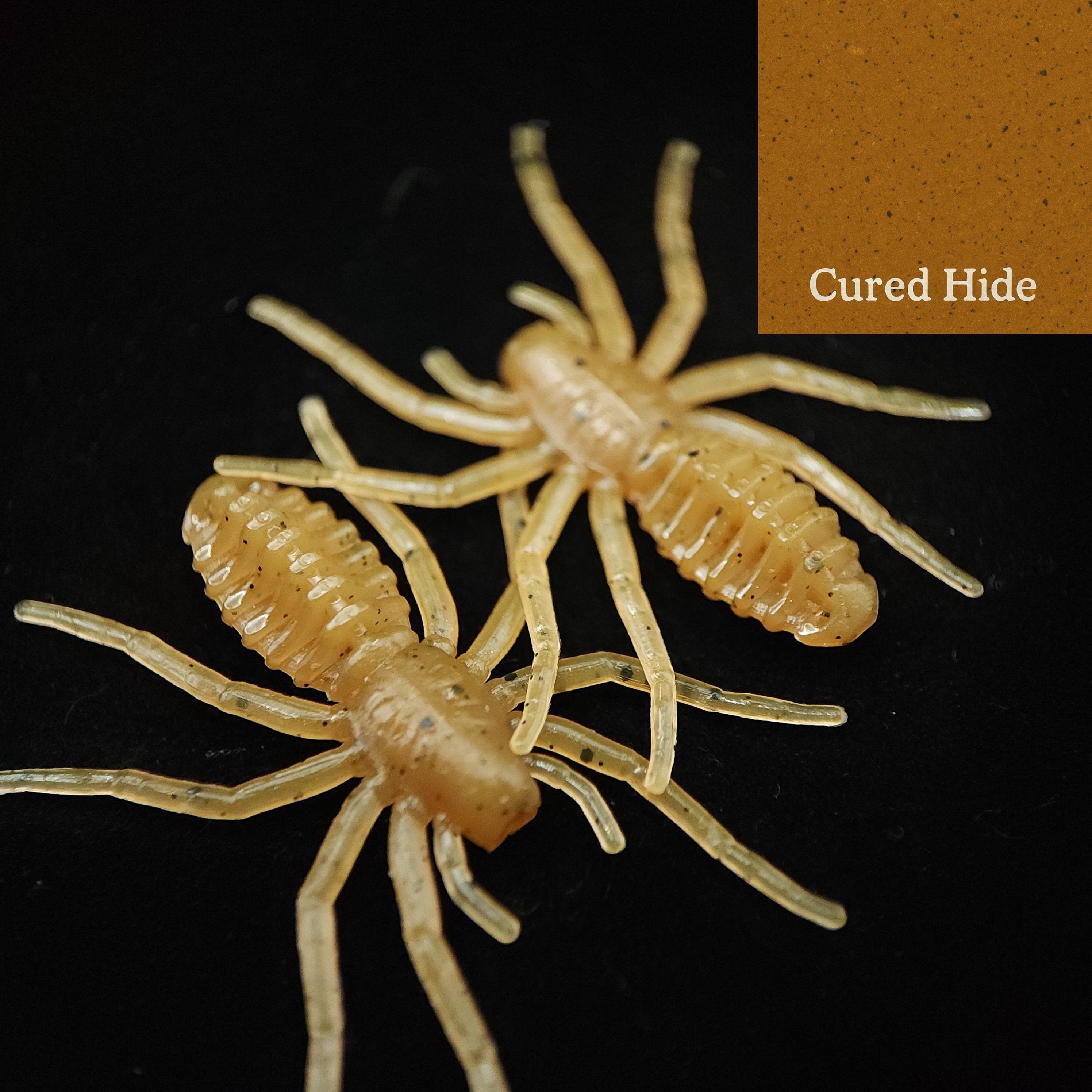 Pot d'appât pour micro-araignées de 2,5 cm « L'araignée qui écrit »