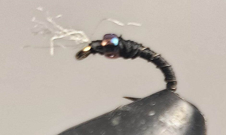 Barbed Wire - Midge