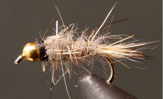Oreja de liebre dorada BH - 3 estilos