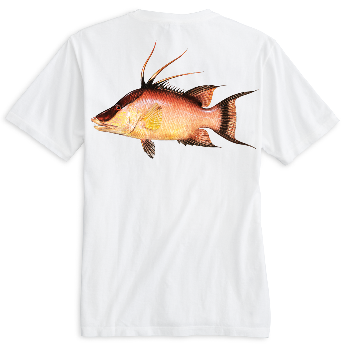 Key West, FL Hogfish