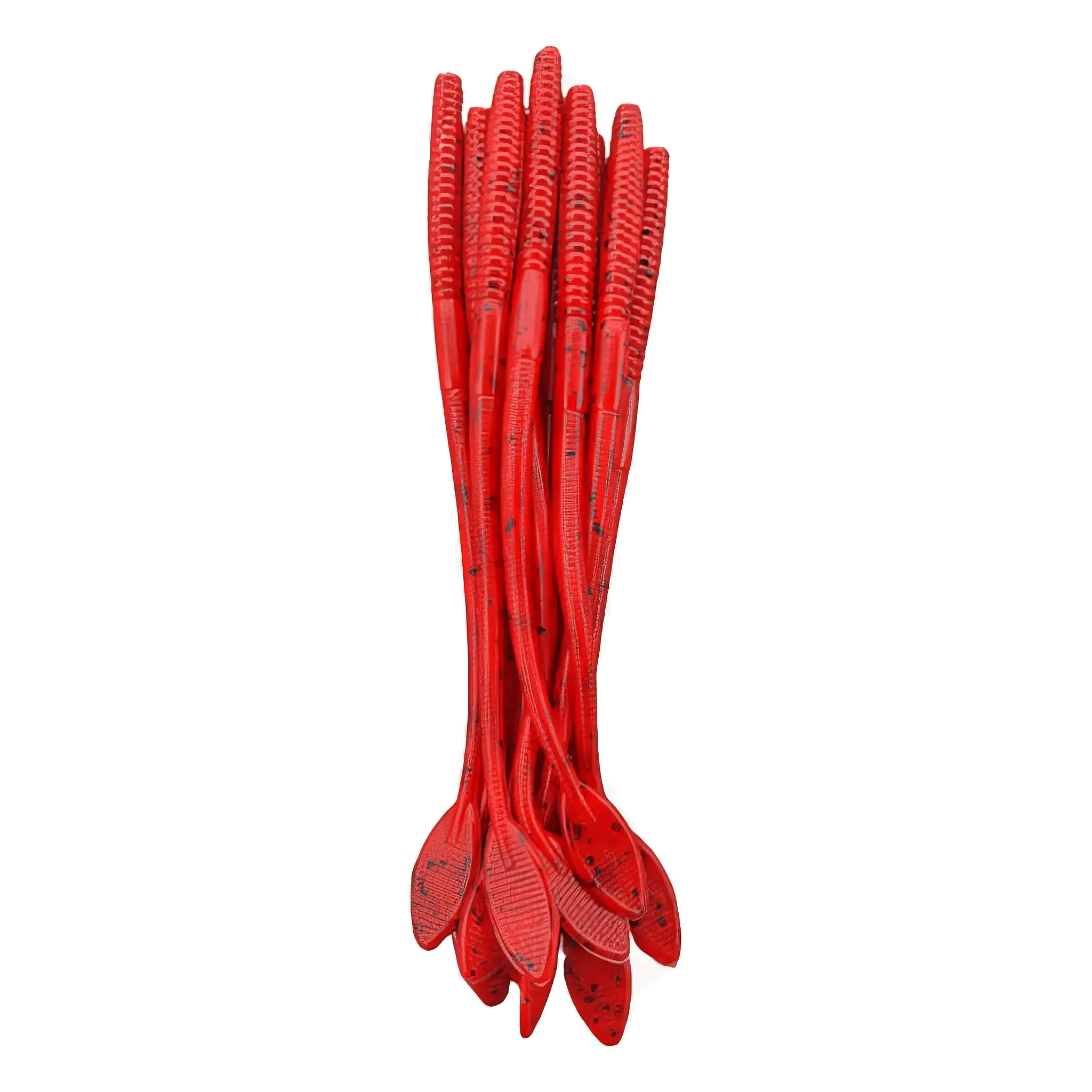 Flat Tail Worm