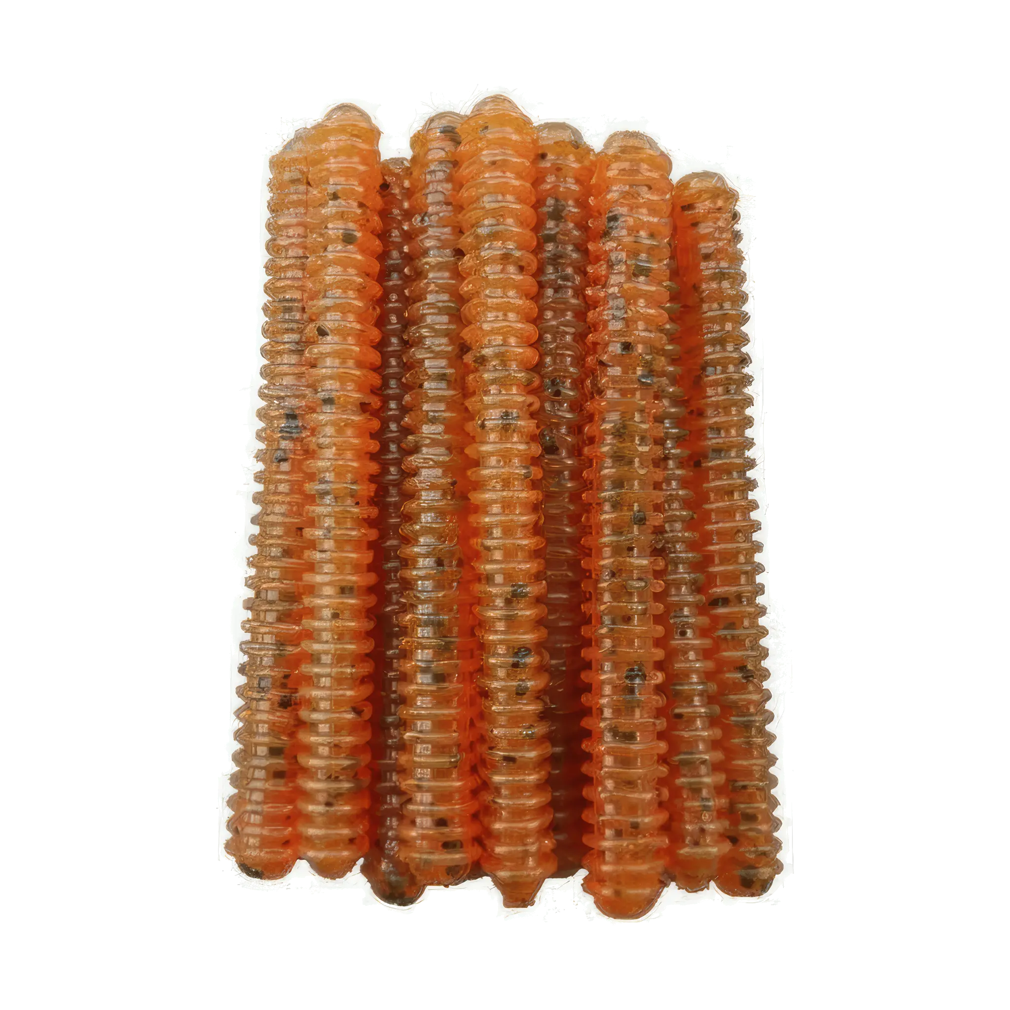Ring Worm