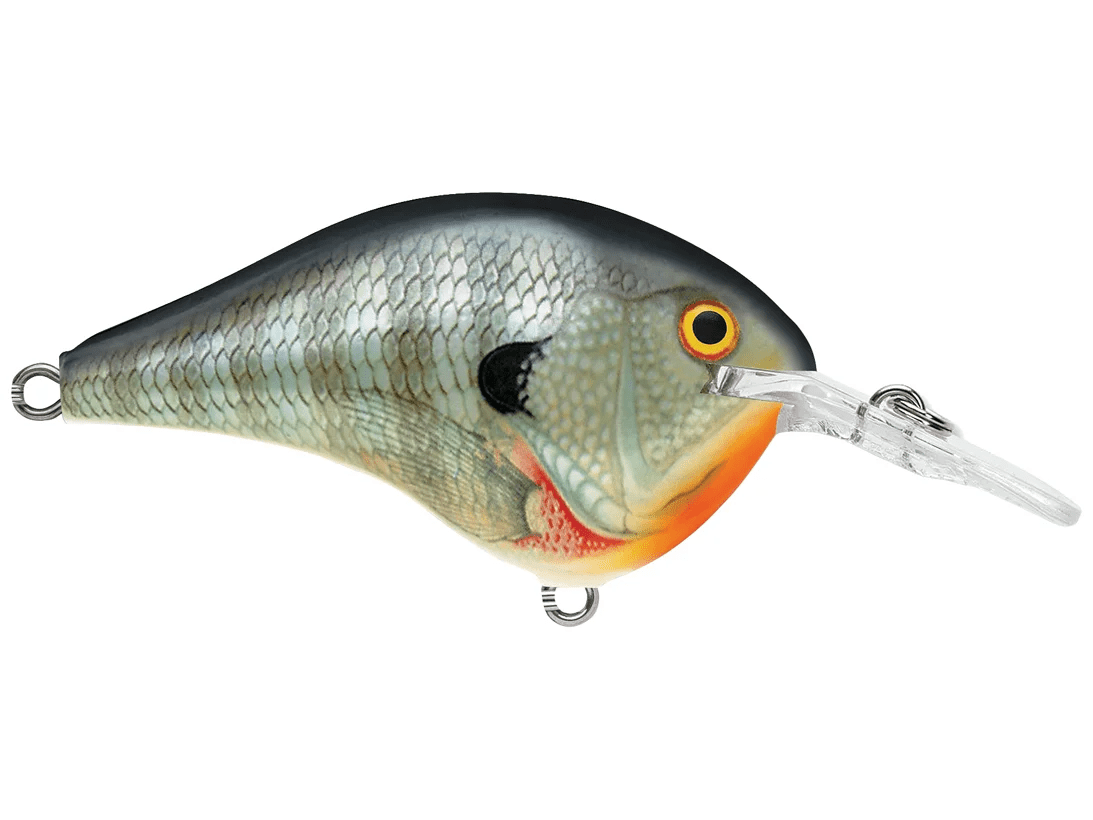 Rapala - DT6 Series Crankbait - Bobber Bargain