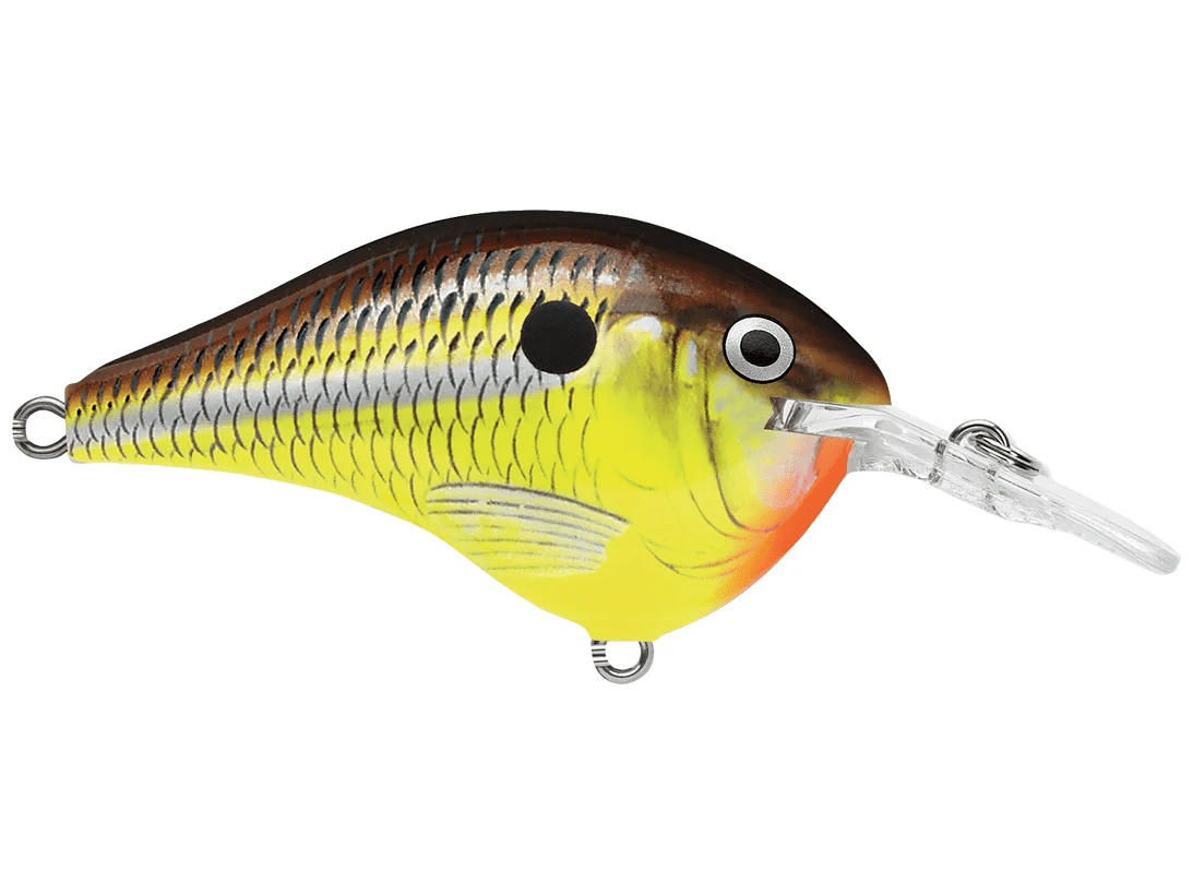 Rapala - DT6 Series Crankbait - Bobber Bargain