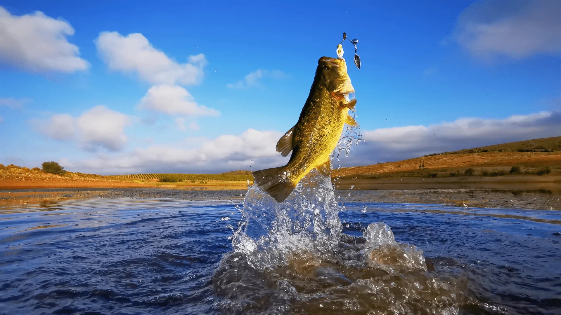 Bass Fishing 101: The Most Effective Techniques Bobber Bargain