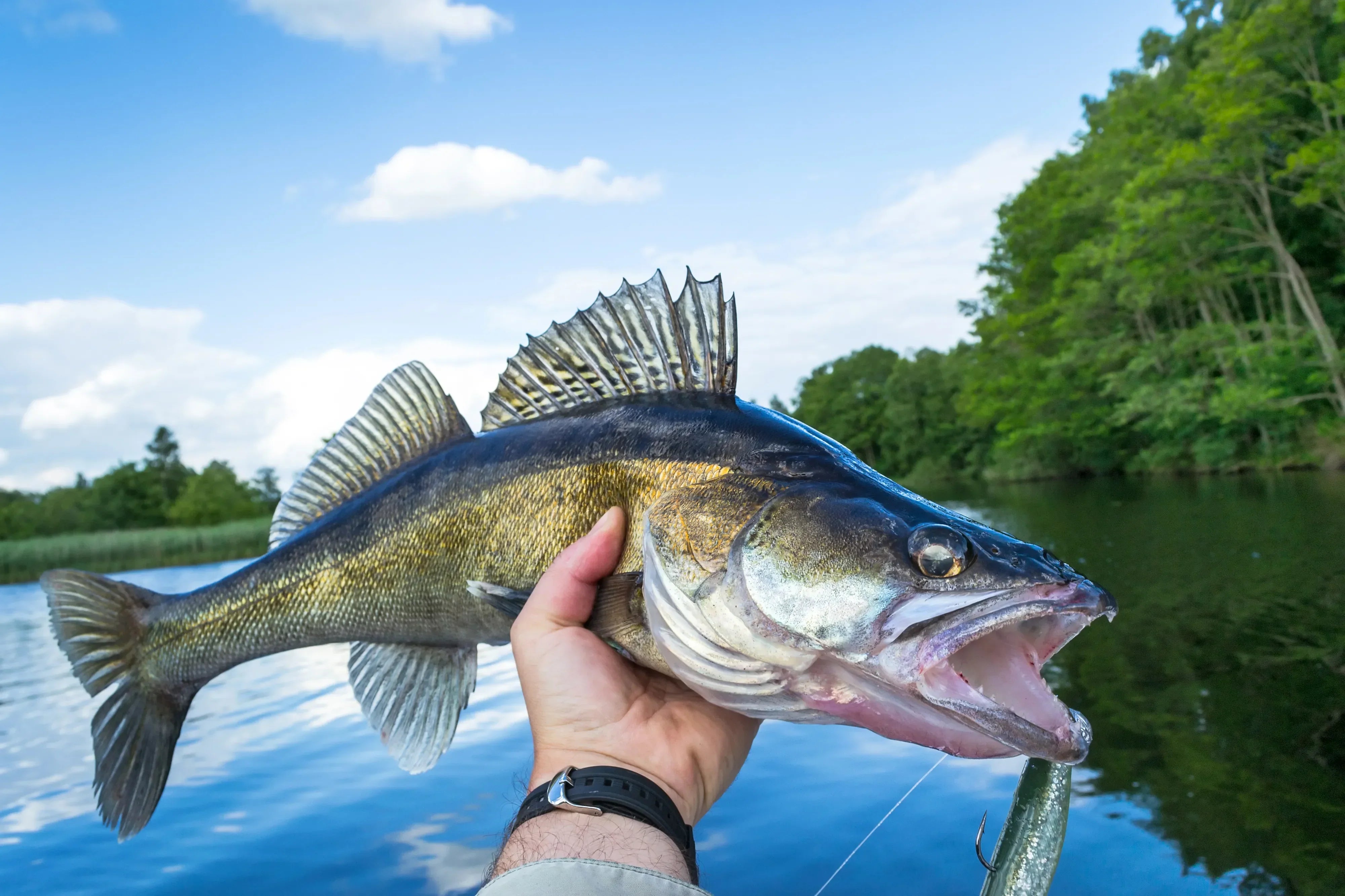 Ohio's National Hunting & Fishing Day: Free Event & Activities Bobber Bargain