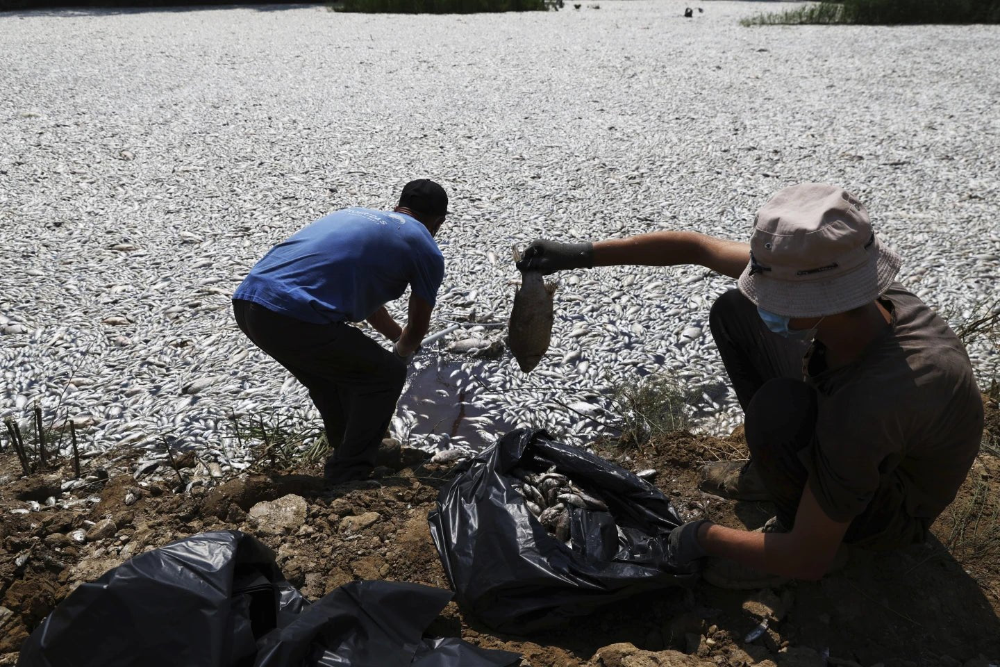 Environmental Crisis in Volos: Mass Fish Die-Off Wreaks Havoc - Bobber Bargain