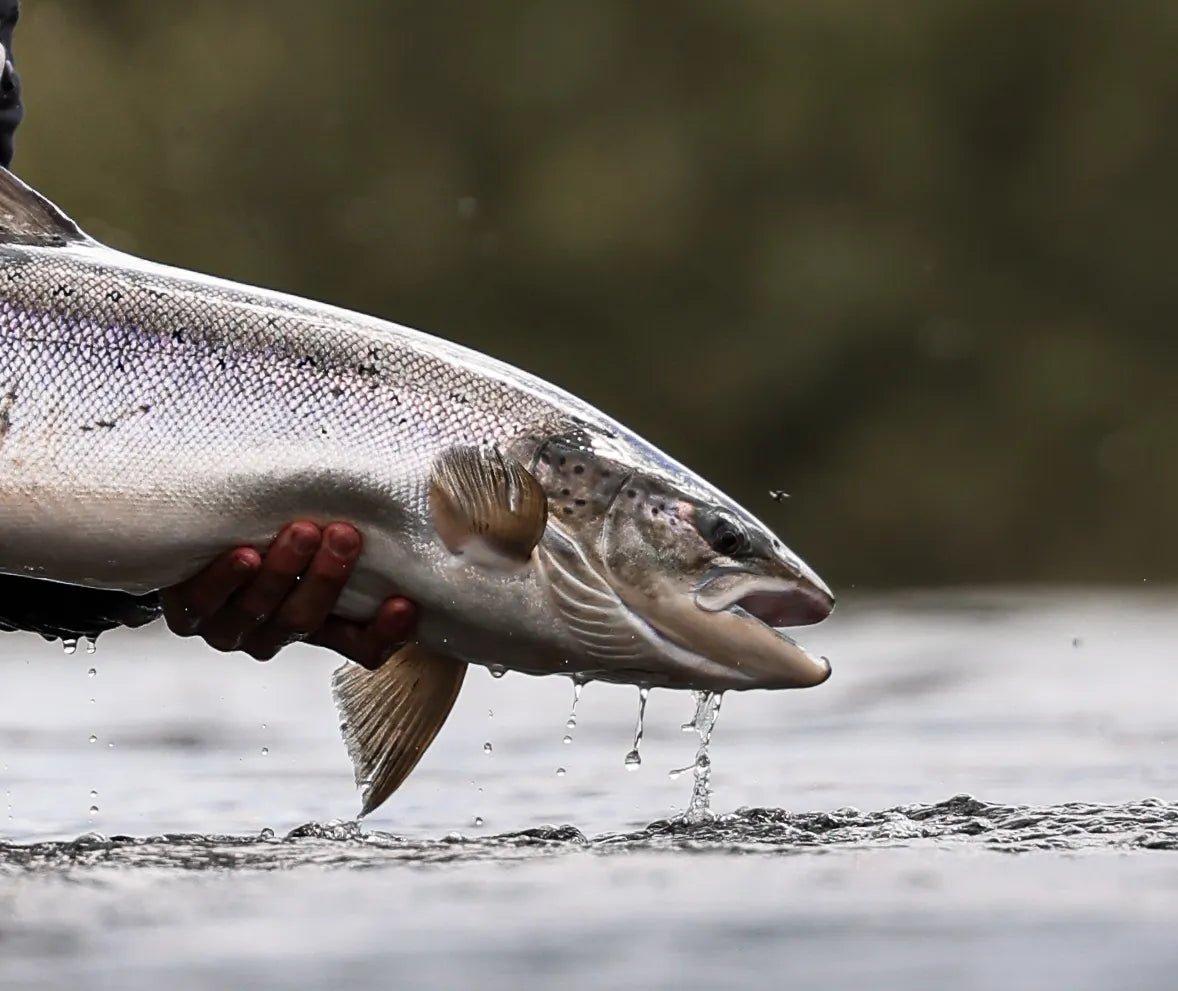 Wild Salmon Crisis in Norway: Fishing Bans Imposed - Bobber Bargain