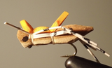Sauterelle mauresque
