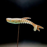 Pot de micro-leurres « Tennessee Creek Shark » de 5 cm