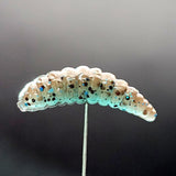 Jar of 1" Waxworm "The Tater Bug"