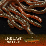 Larves d'asticots de 1,27 cm (0,5 po) « La mouche de la pomme »