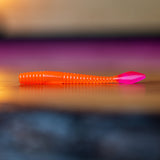 Vers à saumon arc-en-ciel - UV