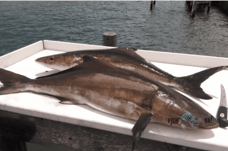 Port St Lucie Fishing Spots - Nearshore Numbers