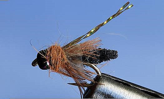 Caddis des Rocheuses - 5 couleurs