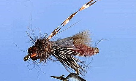 Caddis des Rocheuses - 5 couleurs