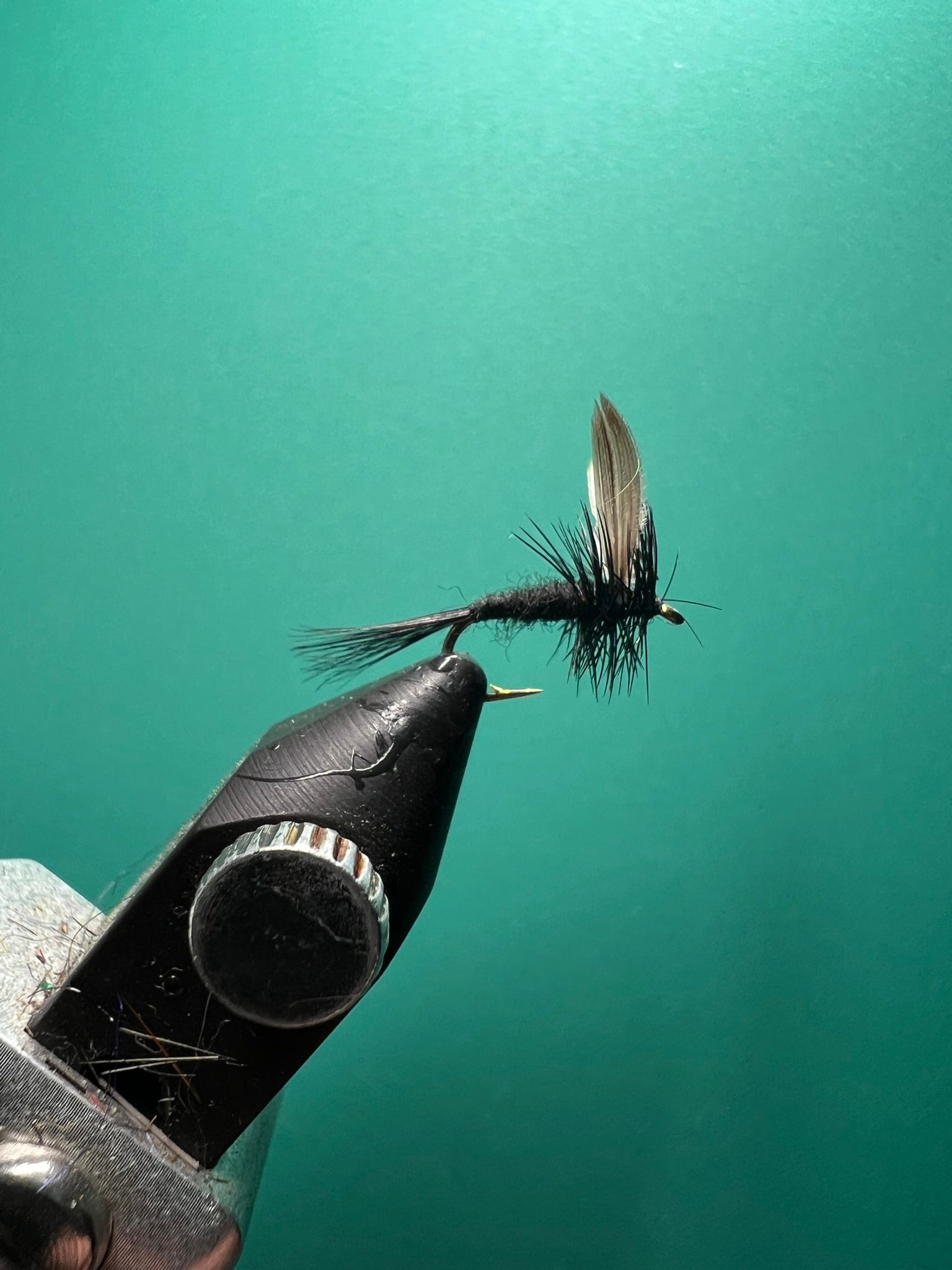Mosquito negro