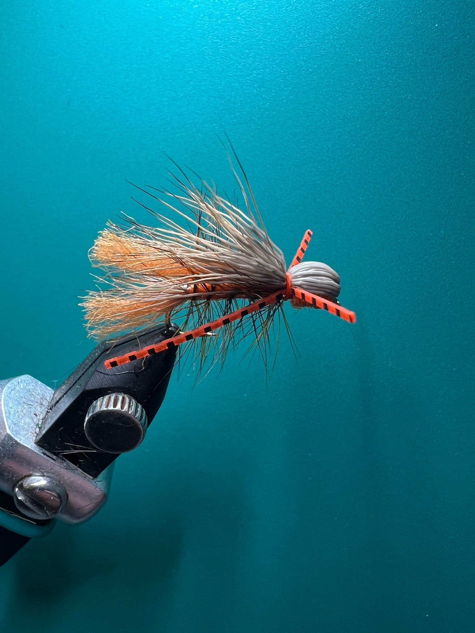 Saltamontes de cabeza de bala