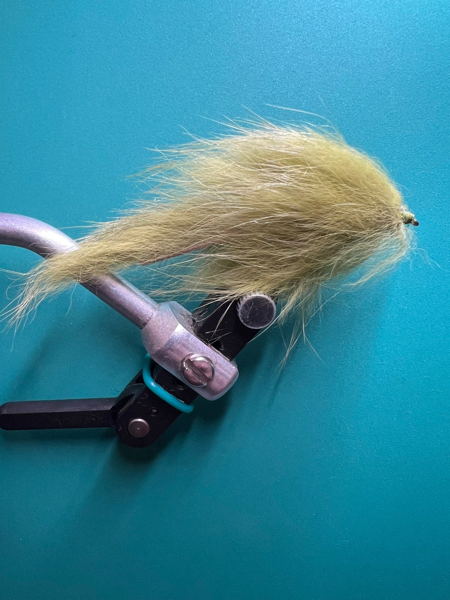 Bunny Leech - Oliva
