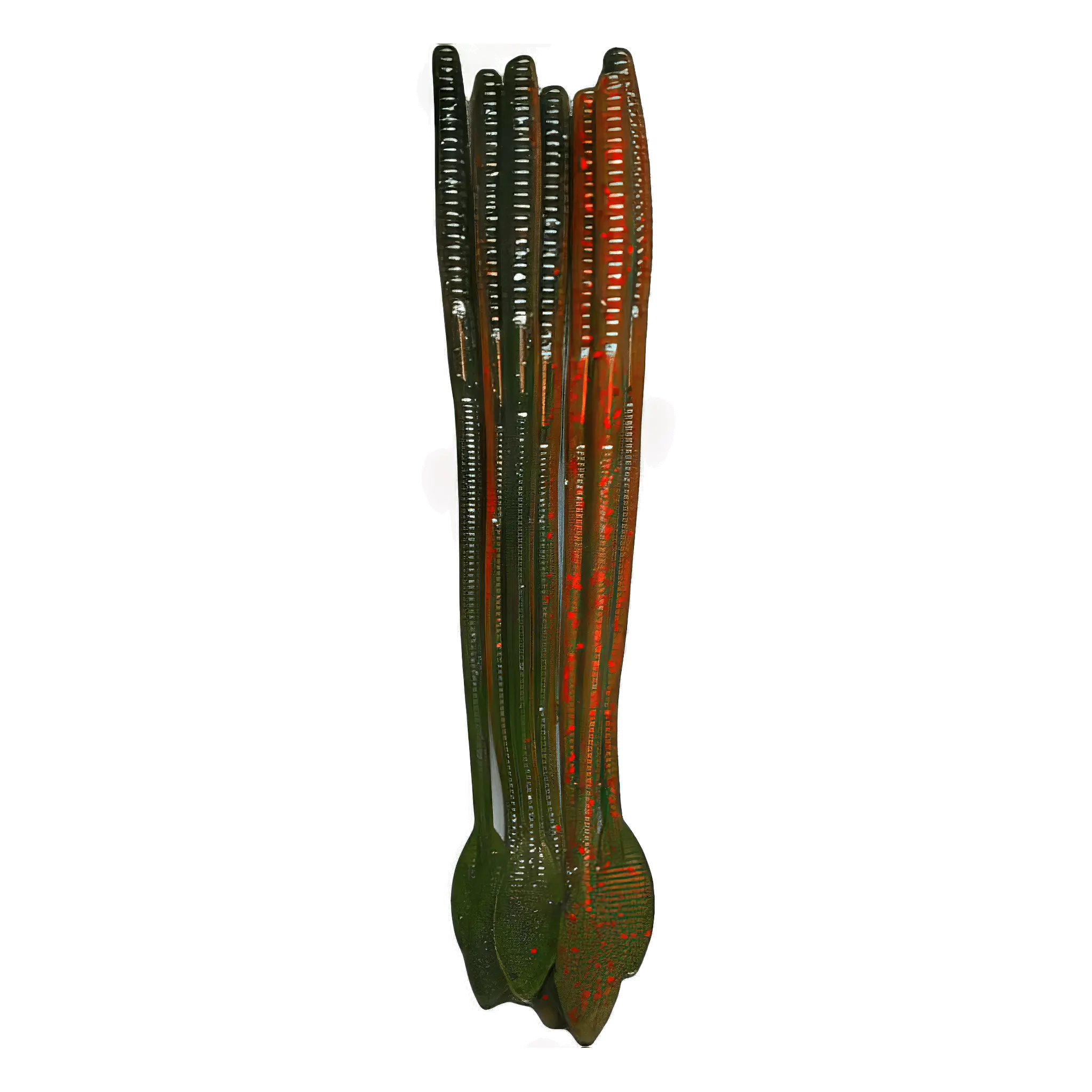 Flat Tail Worm