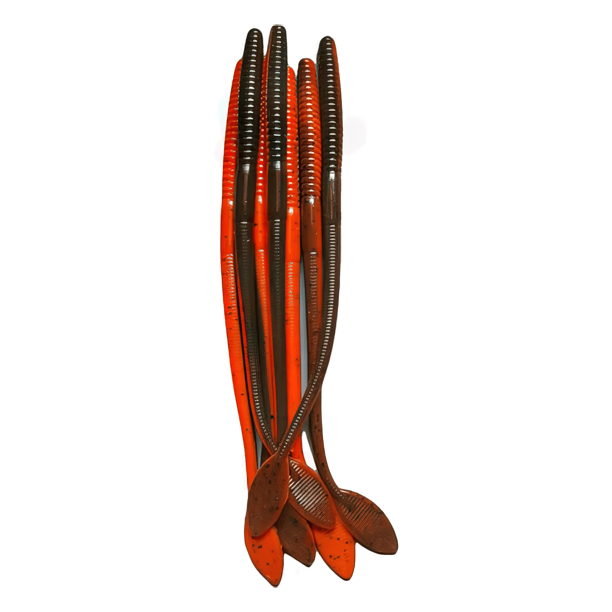 Flat Tail Worm