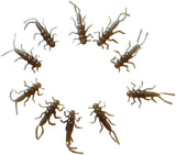 StoneStorm Stonefly Nymphs
