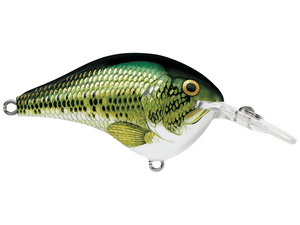 Rapala - DT6 Series Crankbait - Bobber Bargain