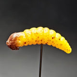 Gusano de cera de 1 pulgada "El bicho de la papa"